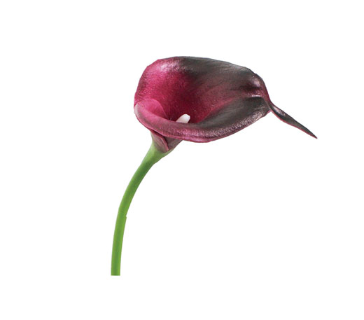 �c�l�J���[�c�l���ԁE�J���[�����[�r�E�o�[�K���f�B�[(FA-6746-BUR)