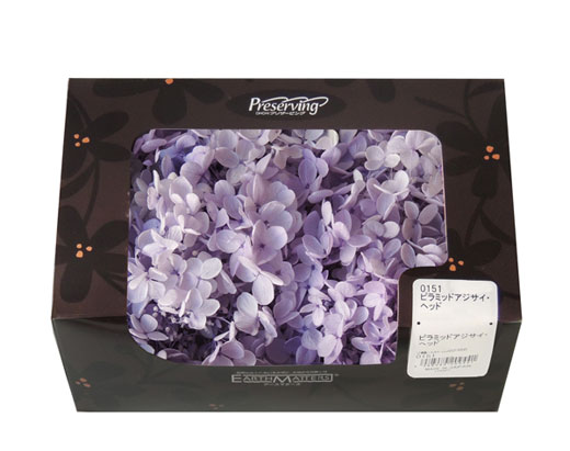 ＯＮ紫陽花ＯＮピラミッドアジサイ・すみれパープル