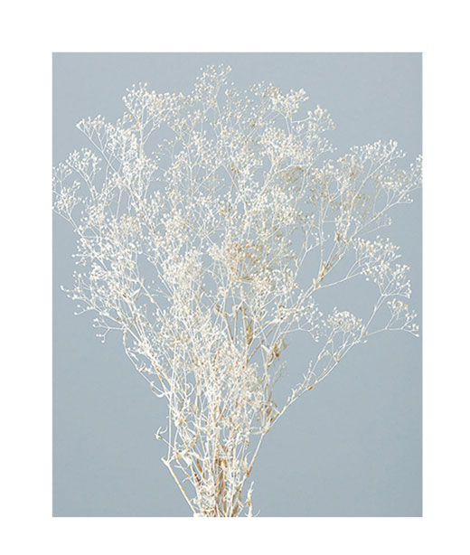 プリザーブドフラワー花材：ＯＮスーパーソフトミニカスミ草・マットホワイト