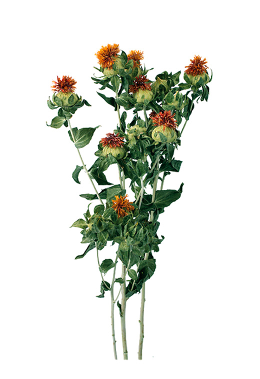 プリザーブドフラワー花材：ＯＮ紅花・Ｎ(42002-000)