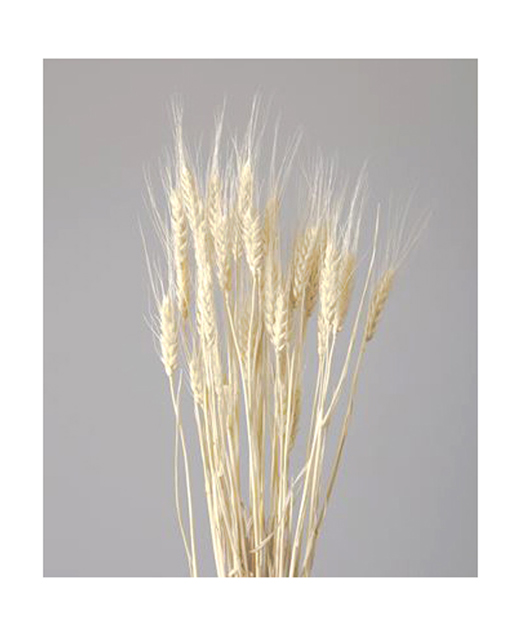 プリザーブドフラワー花材：ＯＮ小麦・オフホワイト