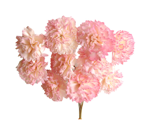 プリザーブドフラワー花材：ＯＮソーラーシフォンカーネーション・ホワイトピンク