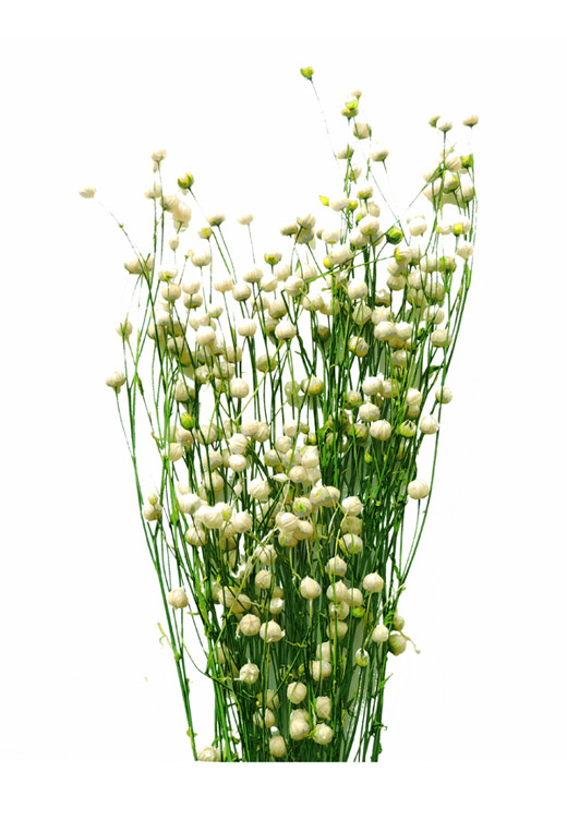 大地農園 リンフラワー 白グリーン プリザーブドフラワーknext