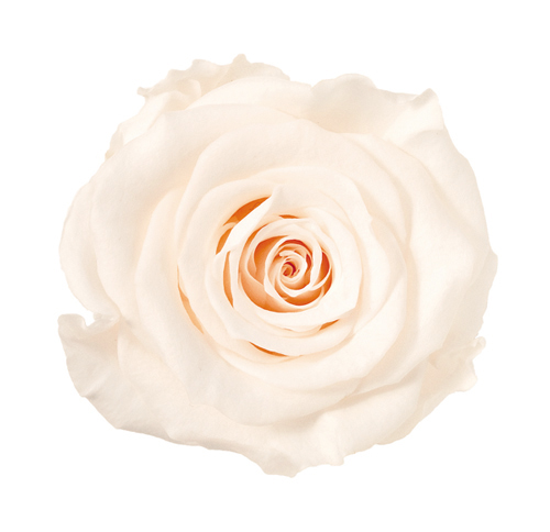 プリザーブドフラワー花材：ＯＮかのんＭ・ホワイトシャンパン9輪ＯＴ