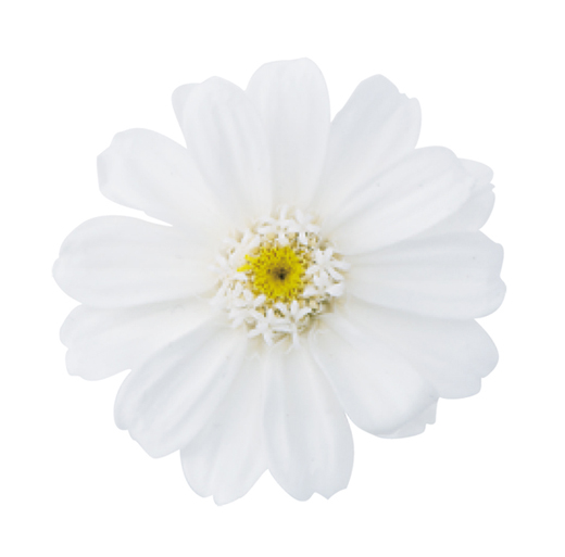 プリザーブドフラワー花材：ＯＮジニア・小・白12輪ＯＴ