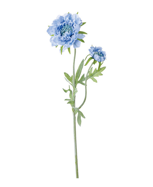 �ԍ� �c�l���ԁE�X�J�r�I�T�X�v���[�E���C�g�u���[(FD-0118-LBL)�E�A�E�g���b�g