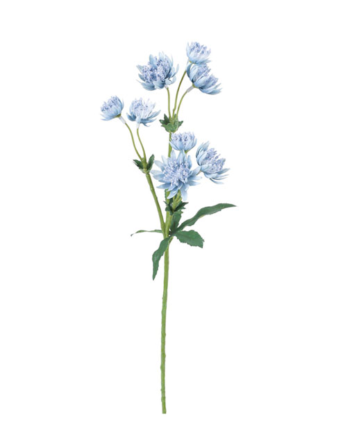 �ԍ� �c�l���ԁE�b�A�X�g�����`�A�E�u���[(FD-0131-BLU)�E�A�E�g���b�g