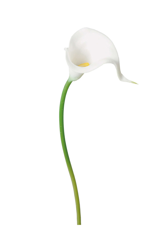 プリザーブドフラワー花材：ＤＭカラーリリーＳ・ホワイト(FA-6746-W)ＯＴ