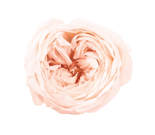 プリザーブドフラワー花材：ＯＮてまり・ホワイトシャンパン8輪ＯＴ